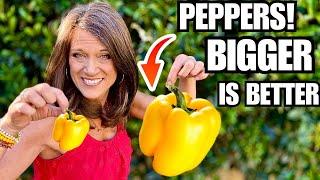 Grow Your Biggest, Best, Peppers in a 5 Gallon Container