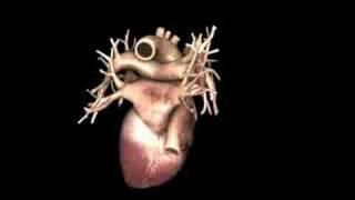 3D Simulation of a Human Heart | Virtual Heroes