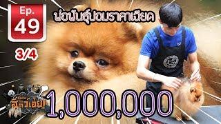 Pomeranian Breeder พ่อพันธุ์ปอมราคาเฉียด - เพื่อนรักสัตว์เอ้ย EP 49 (3/4)