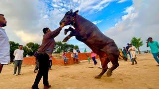 Madhu yadav anna bulls introduction promo | Khairatabad Sadar 2022 | Sadar sayyata 2022