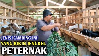 Kambing Yang Menjengkelkan, Padahal Tiap Bulan Beranak 20 Ekor