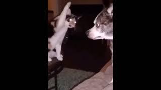 кошки и собаки #beautiful #cat #dog #positive #humor #кошки #собака #shorts