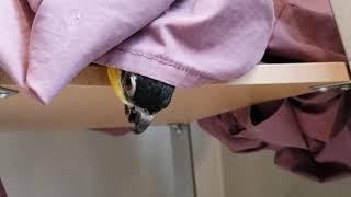 Izzy, the Caique, playing hide-and-seek or peek-a-boo with him jumping out and hopping at the end!!