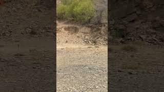 Tactical flashlight mount performance