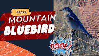 mountain bluebird facts  state bird of Idaho and Nevada 