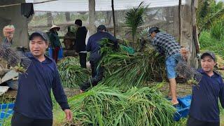 Út Tuấn Bàn Giao Cho Út Cường Phụ Chị Ba Cắt Cỏ Phải Có Việc Về Kiên Giang Gấp l tập 335