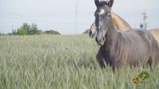 Caballos de Pura Raza en La Yeguada Sánchez-Noriega