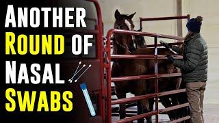 Another Round of Nasal Swabs & Temp Checks | Reservation Horses