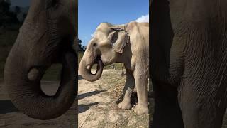 Hungry Elephant #elephant #thailand #nature