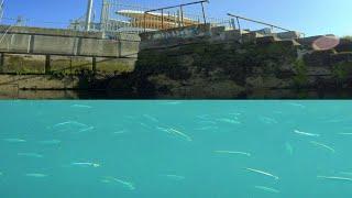 Going Underwater in Dun Laoghaire to Herring Fish, Ireland