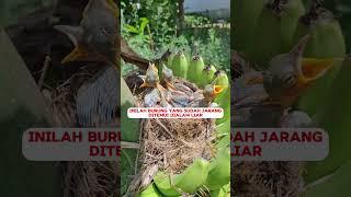 Sarang Burung Langka #muraibatu #burung #birds #pancinganmuraibatucepatbunyi #kicaumania #pleci #bu