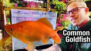 Common Goldfish Care - NEED to Know