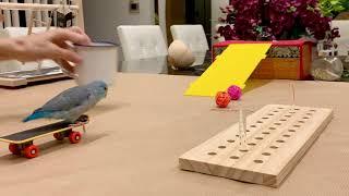 Wolfie the parrotlet 's multiple trick circuit