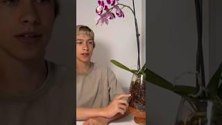 Пересадка цветущих орхидей #цветы #flower #орхидеи #phalaenopsis #орхидеицветут #orchid