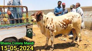 Bhains Colony Mandi Karachi Cattle Update 15-05-2024| Biopari On Fire Ab Kia Hoga| Cow Mandi 2024