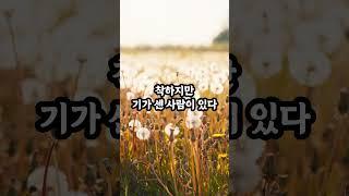 착한데 기 센 사람 특징 딱 2가지 #현실조언 #명언 #삶의지혜 #인생지혜
