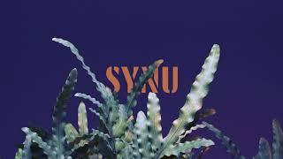 MIKROMUSIC Synu  (Official Audio)