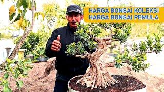 Harga Bonsai Koleksi Dan Bonsai Pemula Berbagai Bahan《 085334527859 Om Han