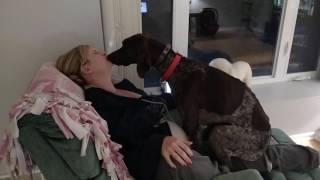 Dog loves his mommy!  - German Shorthaired Pointer kissing/licking and being a lap dog!
