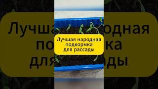Лучшая народная подкормка для хилой рассады! #дача  #огород  #подкормки    #рассада