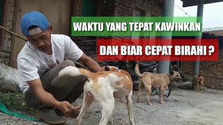 Cara anjing biar cepat birahi dan kawin dengan baik