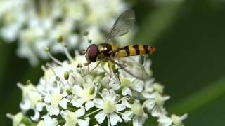 Buchenschwebfliege (Melangyna cincta)