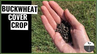 Using buckwheat as a summer cover crop in your garden (including a detailed timeline)