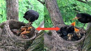 Common blackbird Birds Mother raises three children in a nest. full video [ Review Bird Nest ]