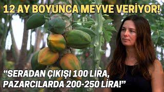 12 Ay Boyunca Meyve Veriyor! / “Seradan Çıkışı 100 Lira, Pazarcılarda 200-250 Lira”