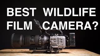 The ULTIMATE Wildlife Camera? Why I bought the FX6 | Versatile, Good Value, Easy to Use