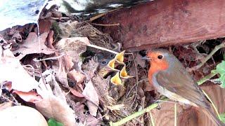 Robins nest  and rear young in my Shed