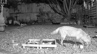 Volume needed! It’s fascinating watching Big Boy the fox and his foxy family in the garden! ️