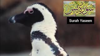 Surah Yaseen with urdu translation full | Khanz Official | Read and Listen