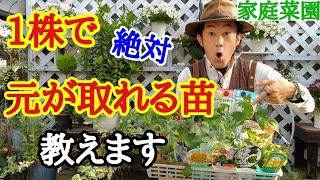 【失敗しない選び方】あなたに合った家庭菜園の野菜苗教えます【カーメン君】【園芸】【ガーデニング】【初心者】