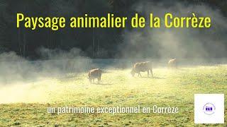 Paysage animalier de la Corrèze