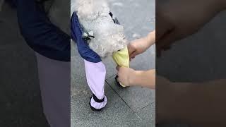 Waterproof Pet Pants with Foot Cover