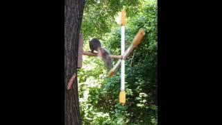 Squirrel feeder fun.