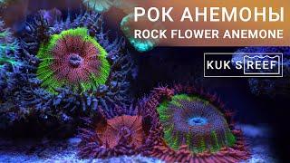 Rock flower anemone