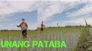 BUHAY BUKID | PAG AABUNO NG PALAY + ZINC SULFATE + FURADAN