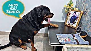 Jerry is missing bhaiya|| emotional dog video|| dog missing his owner||