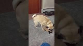 Pug Amazingly Catches Another Pug!