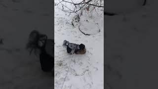 Фунтик по первому снегу