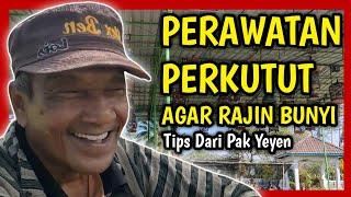 Perawatan Perkutut Agar Rajin Bunyi Gacor & Manggung...!!!