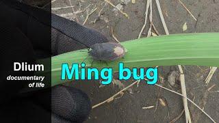 Ming bug (Tetroda minggir)