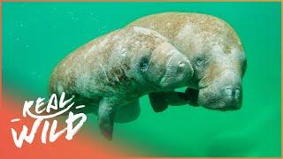 Incredibly Rare Face-To-Face Manatee Encounter | Savage Wild