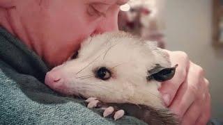 This man raised an opossum. Now he thinks they are smarter than dogs.