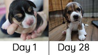 Beagle Puppies from Birth to 4 weeks