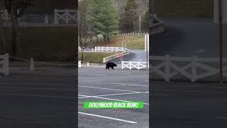 A black bear crossing the Dollywood Parking lot on 12/4.