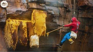 How Farmers Harvest Millions Of Tons Of Honey From Dangerous Cliffs?