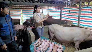 Full Video: Veterinarian Rescuing Sows Having Difficulty Giving Birth, 1 Piglet Survived. ( Ep180).